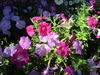 Ferrari-Carano Flowers